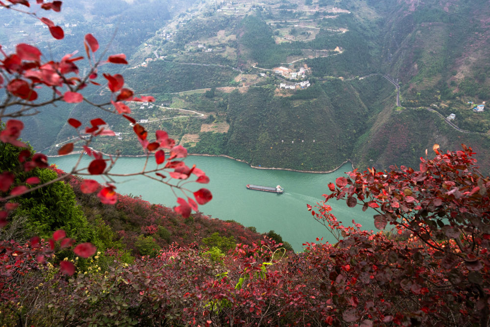 船舶行駛在紅葉掩映下的長(zhǎng)江三峽重慶市巫山縣水域（2023年11月30日攝）。新華社記者 肖藝九 攝