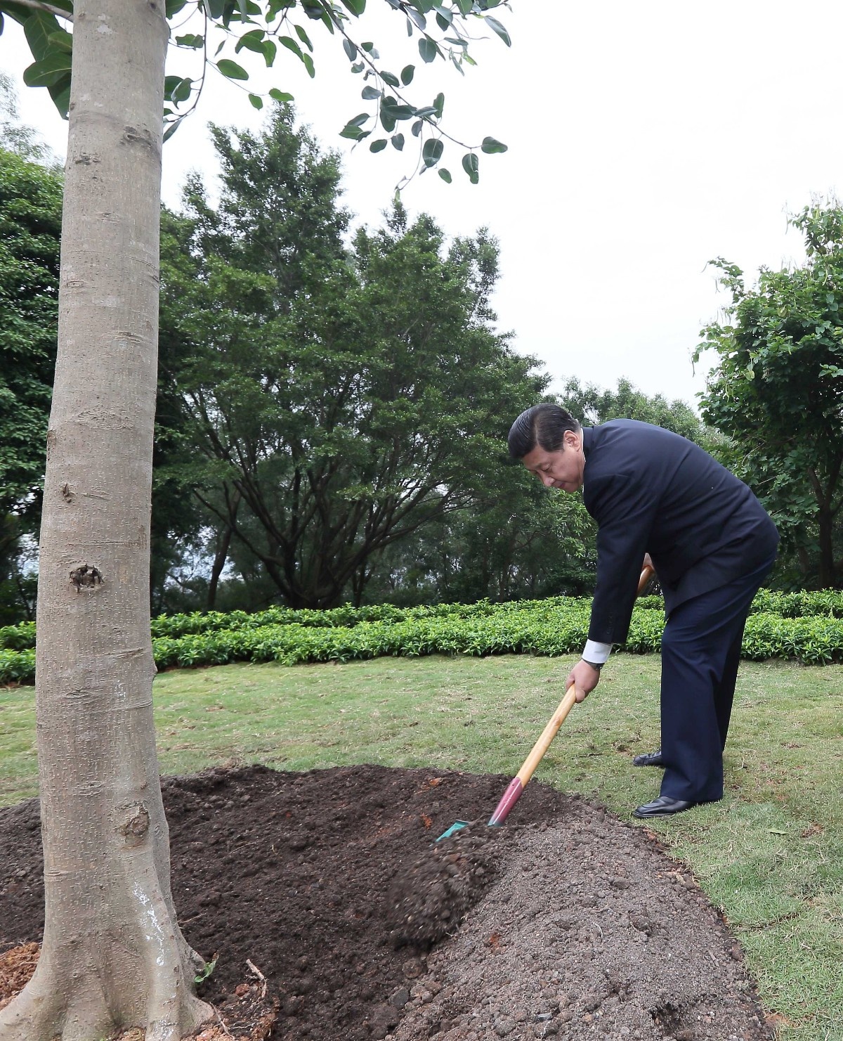 2012年12月8日，習(xí)近平在深圳蓮花山公園種下一棵高山榕樹。