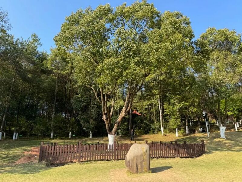 習近平同志為福建省長汀縣水土保持科教園捐種的香樟樹。圖源：學習時報