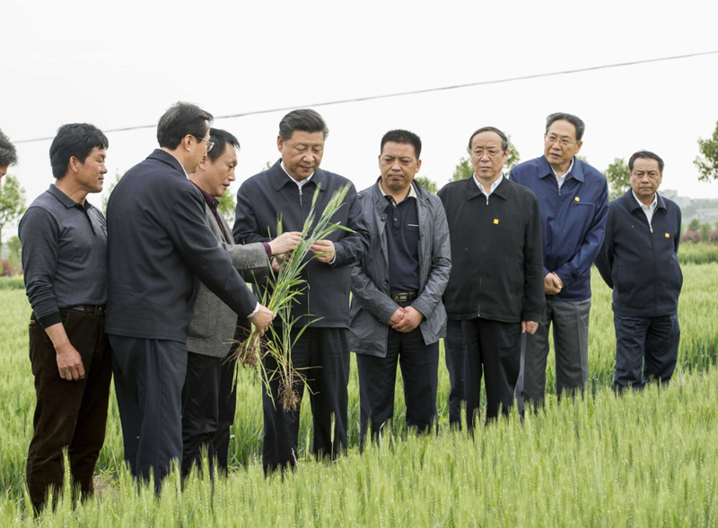 2016年4月25日下午，習(xí)近平在安徽滁州市鳳陽縣小崗村察看小麥長勢。左一為種糧大戶程夕兵。新華社記者 李學(xué)仁 攝
