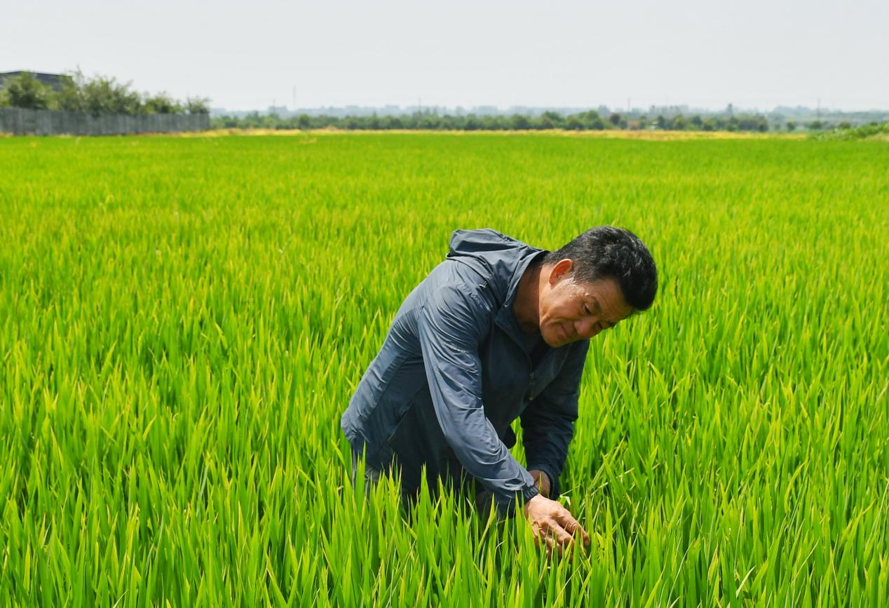 程夕兵在農(nóng)田里檢查水稻種植情況。人民網(wǎng)記者 周坤 攝
